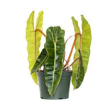 Philodendron billietiae–Tropical Foliage–Easy Care Plant  6" Pot