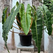 Philodendron billietiae–Tropical Foliage–Easy Care Plant  6" Pot