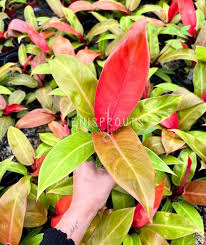 Philodendron Prince of Orange-Colorful Foliage-Perfect for Indoor Decoration  14" Pot