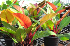 Philodendron Prince of Orange-Colorful Foliage-Perfect for Indoor Decoration  14" Pot