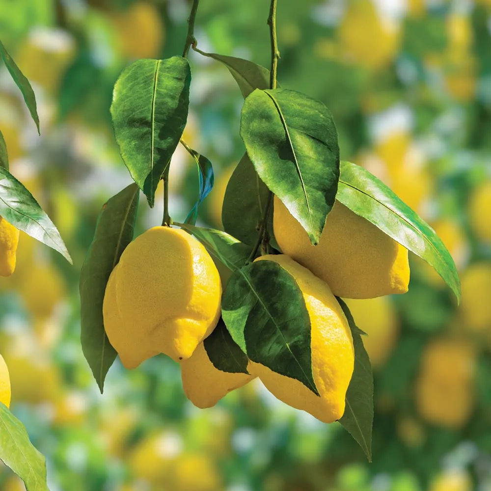 Meyer Lemon–Citrus Plant–Fragrant and Air–Purifying  1 Gallon