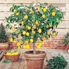 Meyer Lemon–Citrus Plant–Fragrant and Air–Purifying  1 Gallon