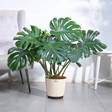 Monstera deliciosa–Swiss Cheese Plant–Tropical indoor foliage  6" Pot