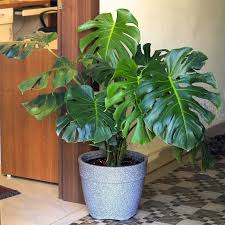 Monstera deliciosa–Swiss Cheese Plant–Tropical indoor foliage  6" Pot