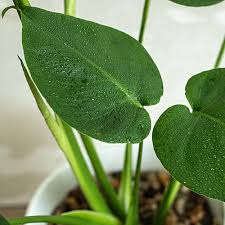 Monstera deliciosa–Swiss Cheese Plant–Tropical indoor foliage  6" Pot