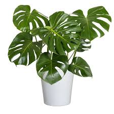 Monstera deliciosa–Swiss Cheese Plant–Tropical indoor foliage  6" Pot