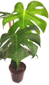 Monstera deliciosa–Swiss Cheese Plant–Tropical indoor foliage  6" Pot