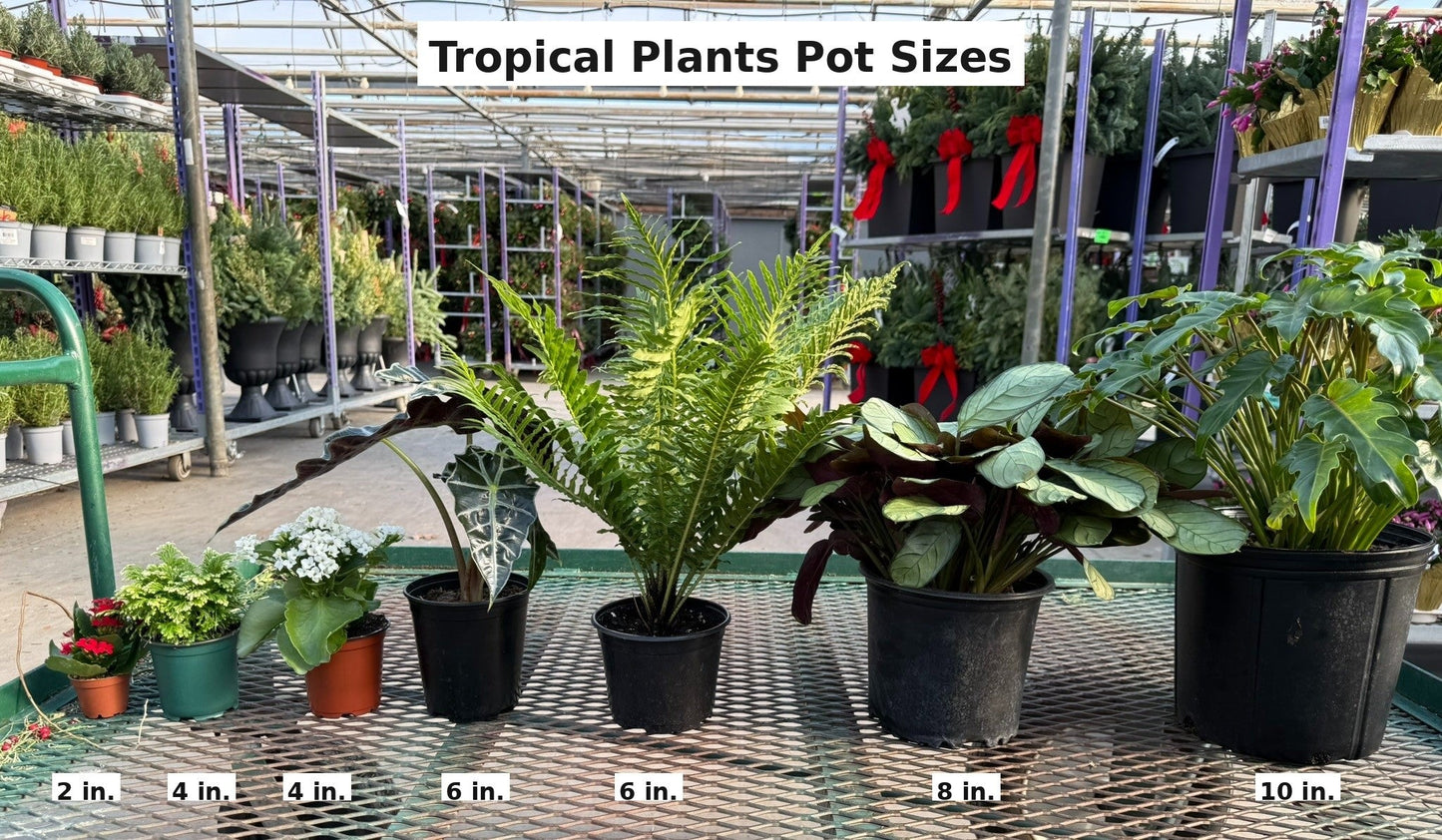 COMMON_IMAGE::tropical_plants_pot_sizes_inside.jpg