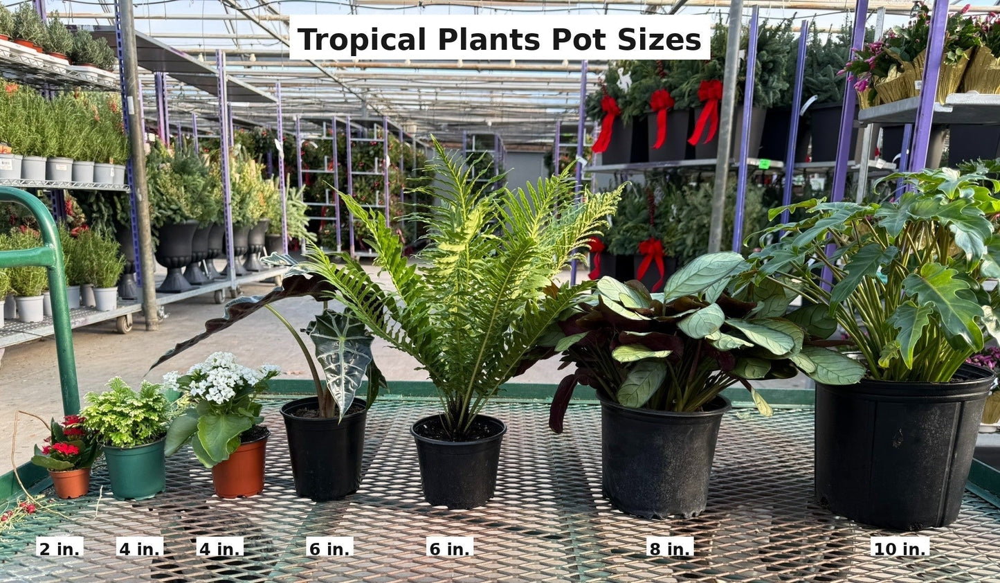 Tropical Plants Pot Sizes Inside 18171aec 1bb3 4463 Afd2 97aea36b823f from www redcrocus com