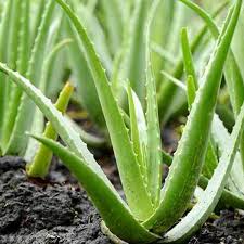 Assorted Aloe vera–Medicinal Succulent–Easy Care  6" Pot