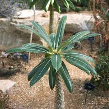Madagascar Palm-Pachypodium-Unique succulent for your home  8" Pot