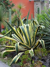 Agave–Assorted–Low Maintenance Succulent  14" Pot