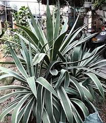 Agave–Assorted–Low Maintenance Succulent  14" Pot