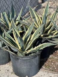 Agave–Assorted–Low Maintenance Succulent  14" Pot