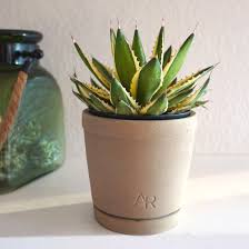 Agave–Assorted–Low Maintenance Succulent  14" Pot