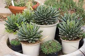 Agave–Assorted–Low Maintenance Succulent  14" Pot