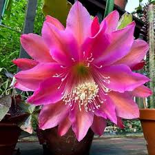 Orchid Cactus-Assorted-Tropical Blooms  6" Pot