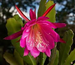 Orchid Cactus-Assorted-Tropical Blooms  6" Pot