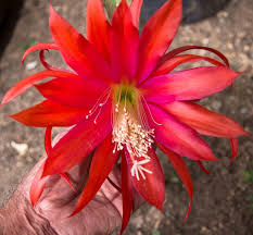 Orchid Cactus-Assorted-Tropical Blooms  6" Pot