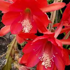 Orchid Cactus-Assorted-Tropical Blooms  6" Pot