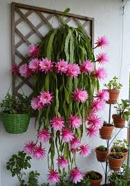 Orchid Cactus-Assorted-Tropical Blooms  6" Pot