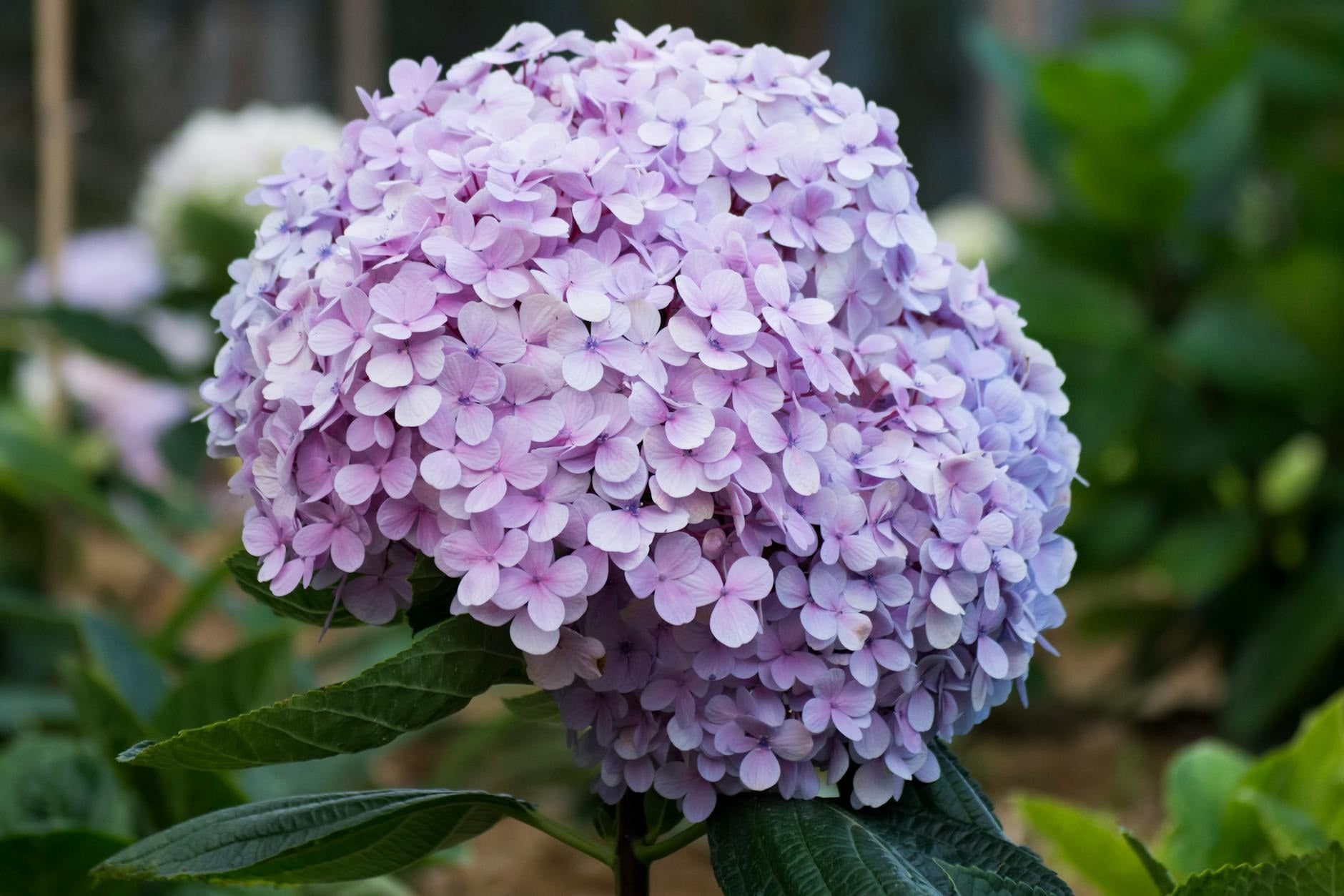 RedCrocus garden inspiration