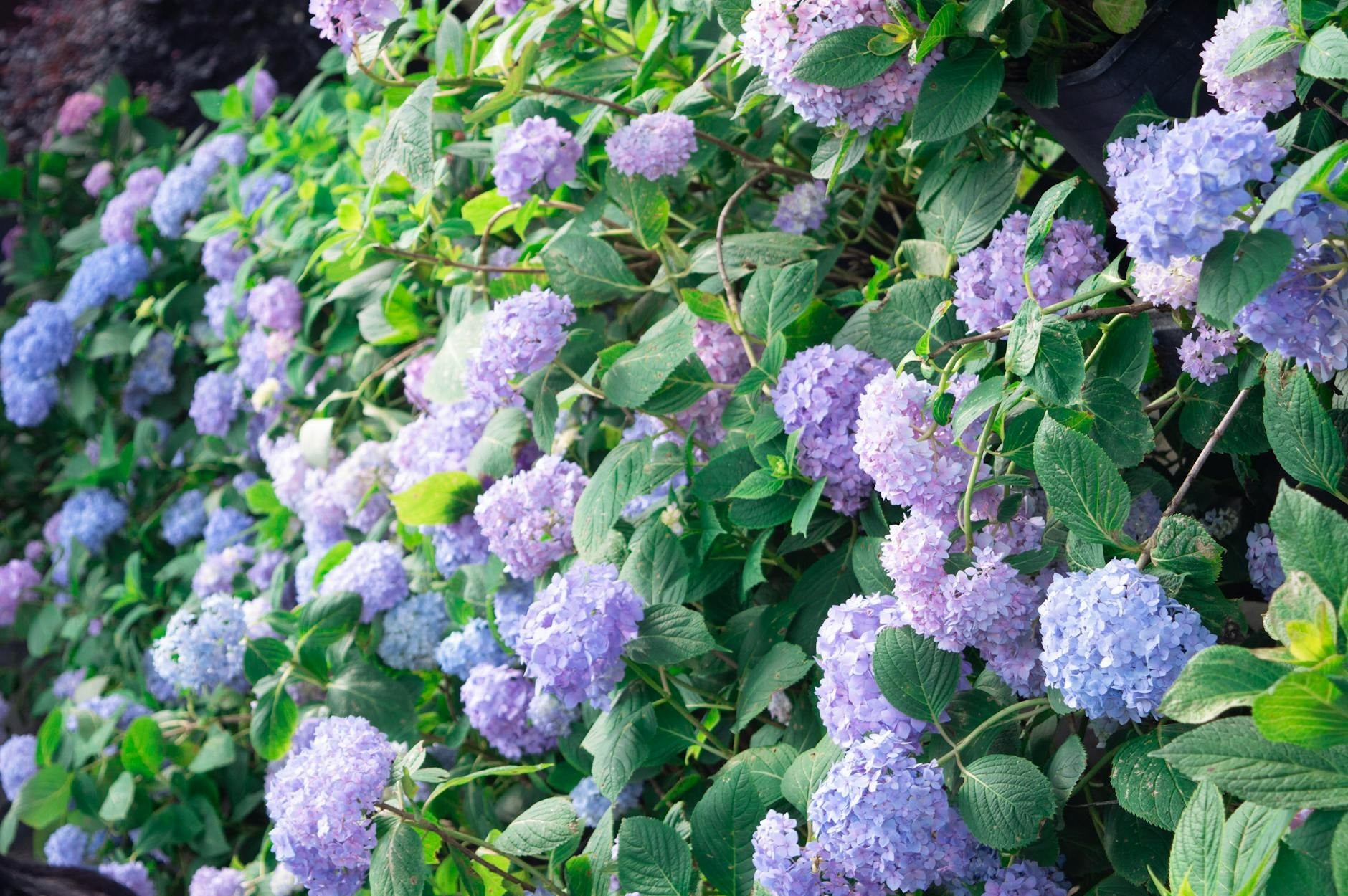 RedCrocus garden inspiration